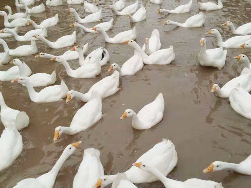 白鹅.jpg